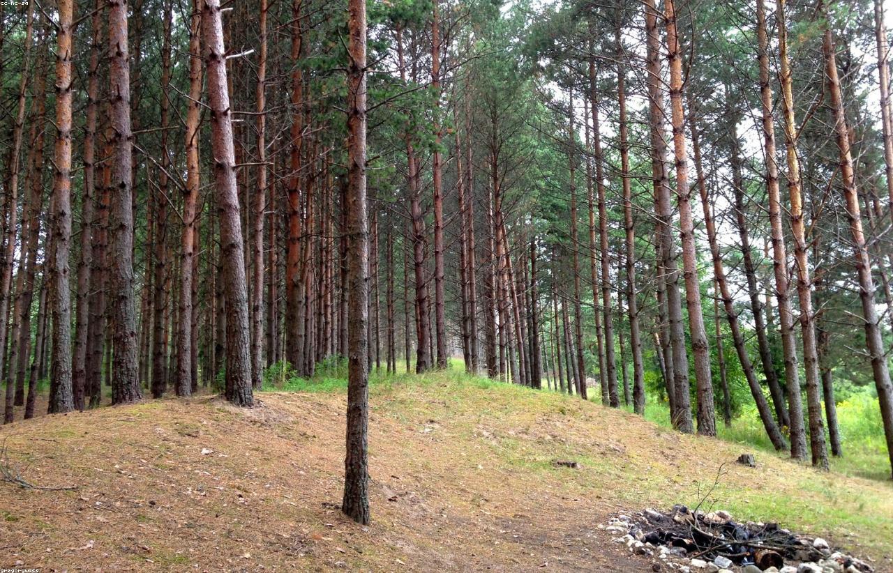 Eesti mets — süsinikuvaru, mis kompenseerib meie ökoloogilist jalajälge
